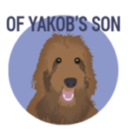 Of Yakobs Son Labradoodles